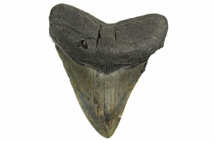 Fossil Megalodon Tooth - South Carolina #321123